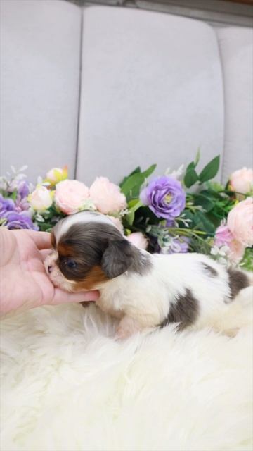 Кавалер Кинг Чарльз спаниель 🦋малышка Окки 💞Royal-gift.ru