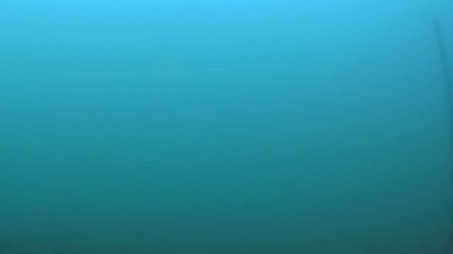 Толстолоб под водой. Кормёжка лобатого. Подводная съёмка