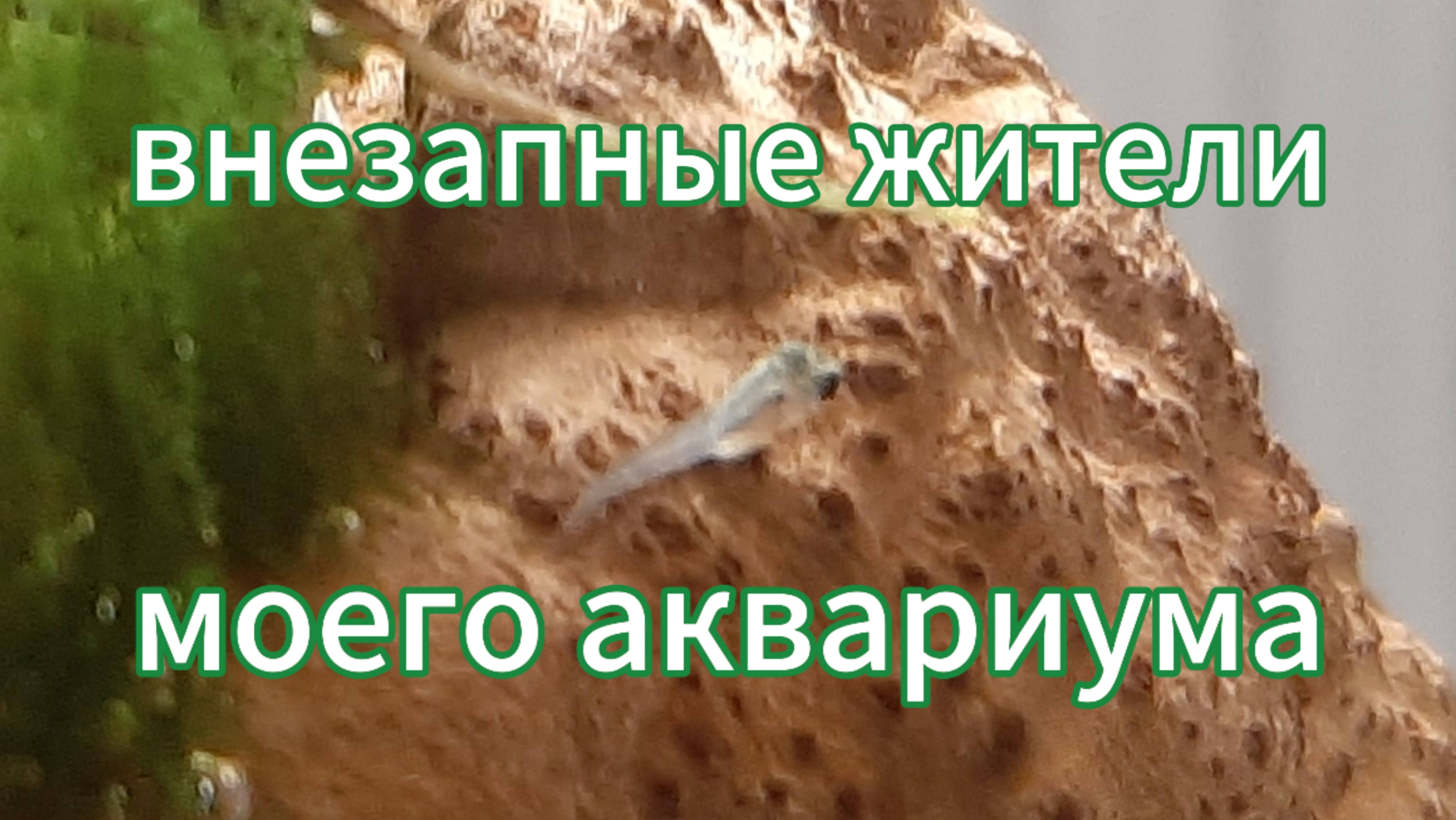 Внезапные жители в моём аквариуме!!!