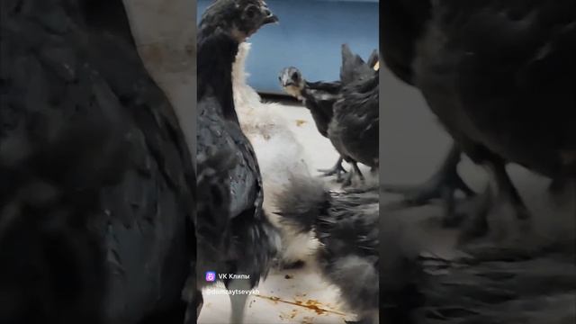 Рождественский сюрприз 🐣🎁🎉