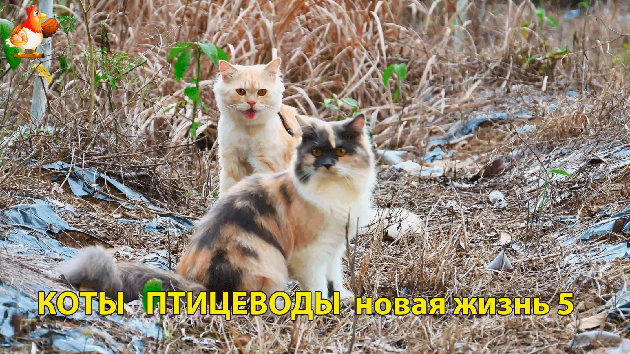 Коты птицеводы со своими подопечными 😹🐈🐈⬛ Новая жизнь – выпуск (5) ❣️🤗😂