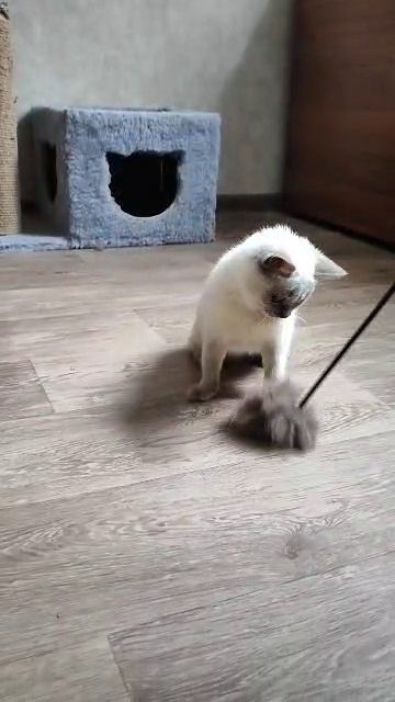 мой кот