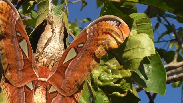 Atlas Moth in UdonThani  We take you very close up on our videos part2