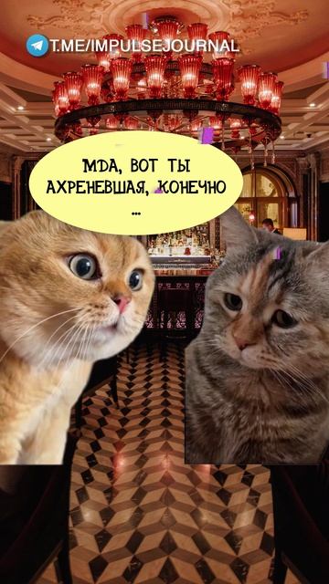 Любовь #мыкотики #вмем #разговор #анекдот #шутки #животные #юмор #кошки #смешное #мемы #скетчи
