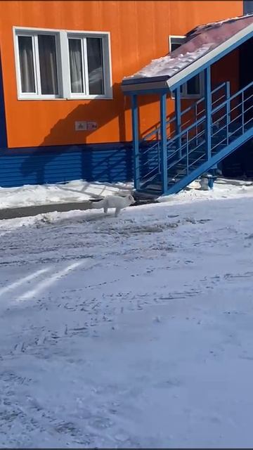 Житель Сабетты