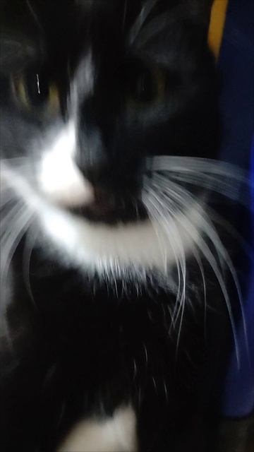 Котик