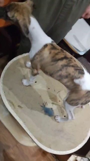 WhatsApp Video 2025-02-13 at 14.53.32