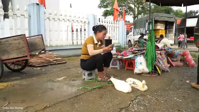 Harvesting Ducks After 3 Months of Raising Selling at Market-Cook delicious Duck. Trieu Mai Huong