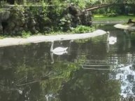 Калининградский зоопарк. ПТИЦЫ