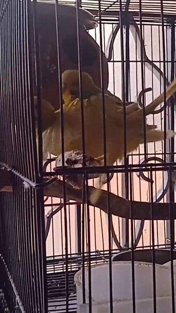 lovebirds mating