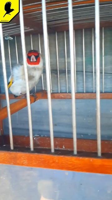 Щегол метис #jilguero #carduelis #дурагай #şaka #kokil #catchingbirds #goldfinch #2023