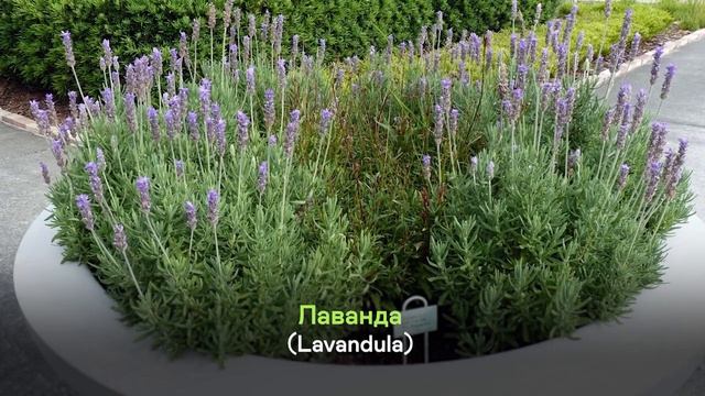 🪴Самые ЛУЧШИЕ МНОГОЛЕТНИКИ для контейнерного озеленения