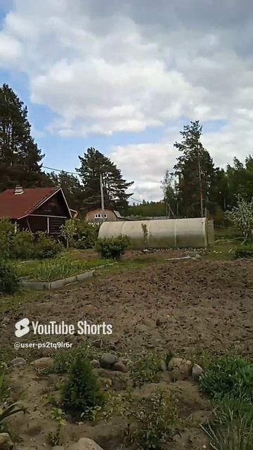 очень быстро скосили траву штилем 250