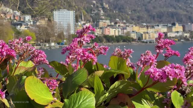 ВЕСНА В МОНТРЕ Прикоснемся к элегантной красоте - жемчужине Швейцарской Ривьеры