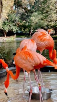 Flamingos are hungry 🤤 #short #flamingos