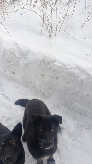 семья