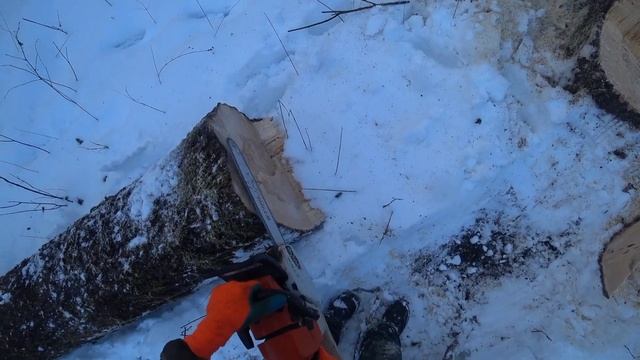 Валка деревьев в выходной день // Восьмой день без выходных // Организм сдается // Stihl ms361