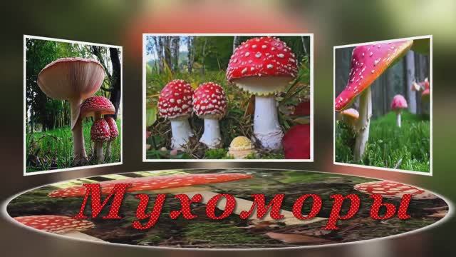 Грибной дождь Мухоморы.