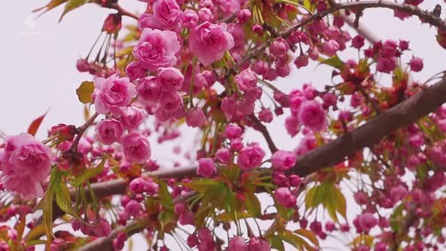 Музыка лечит сердце и кровеносные сосуды 🌸 Расслабьтесь, Музыка для снятия стресса, музыка для сна