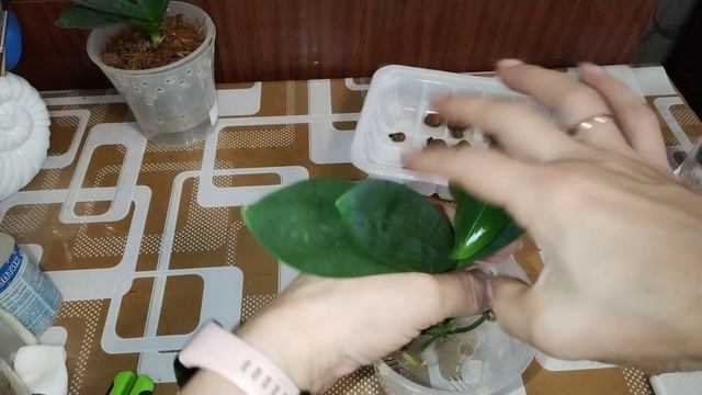 Продолжаю посадку в кору на фитиль. Часть первая.