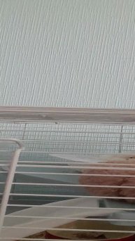 24 часа с хомячком😁