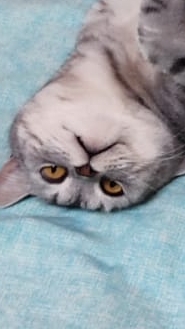 График