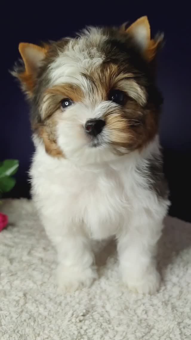 цв. йорк, мальчик блюберри