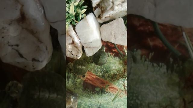 e605f675-c414-495b-b1bc-feeea6b588e7-1_all_2069.mp4