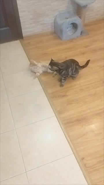 Босс! Сонный махач!