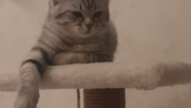 асьшшсатшастшаьщчь
