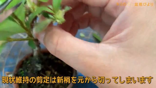 Обрезка после цветения Азалии サツキの花後の剪定【キミのミニ盆栽びより】Pruning after Satsuki flowers