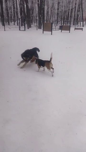 Хаски