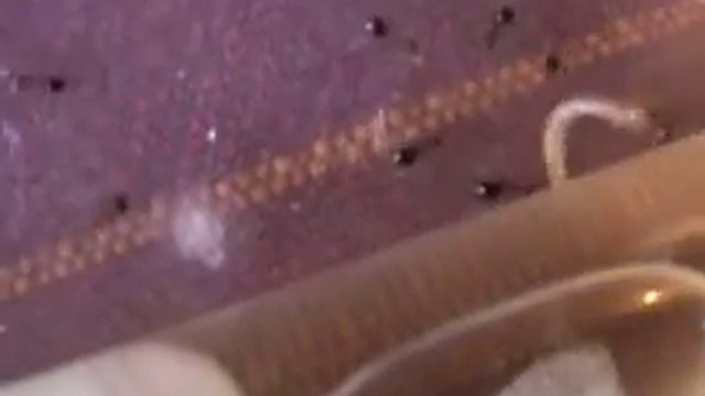 Lasius emarginatus vs ver de farine 2
