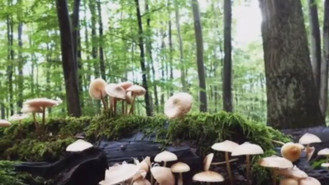 Весёлые грибы поганки