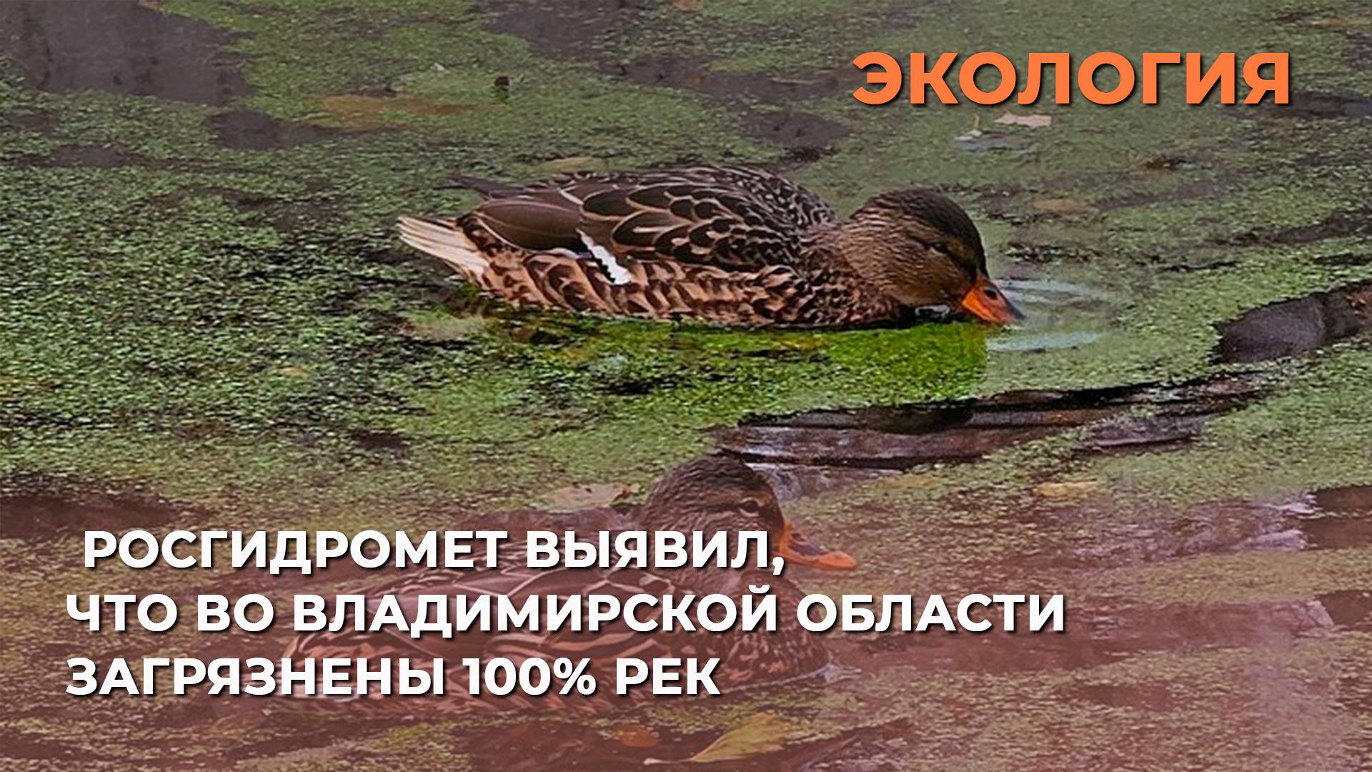 Росгидромет выявил, что во Владимирской области загрязнены 100% рек