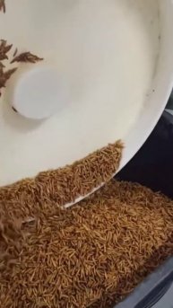 Сушка личинки чёрной львинки СВЧ