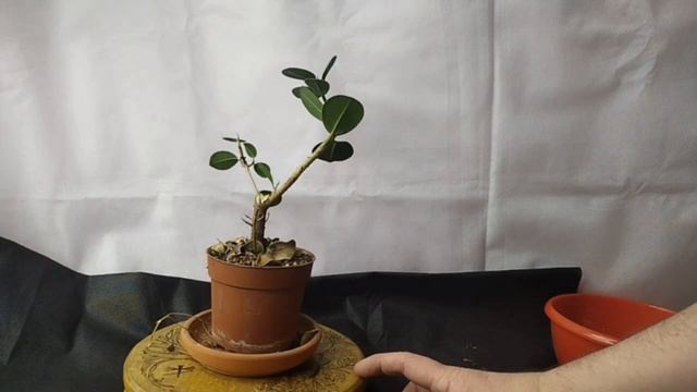 √1,√2,√3 фикус панда