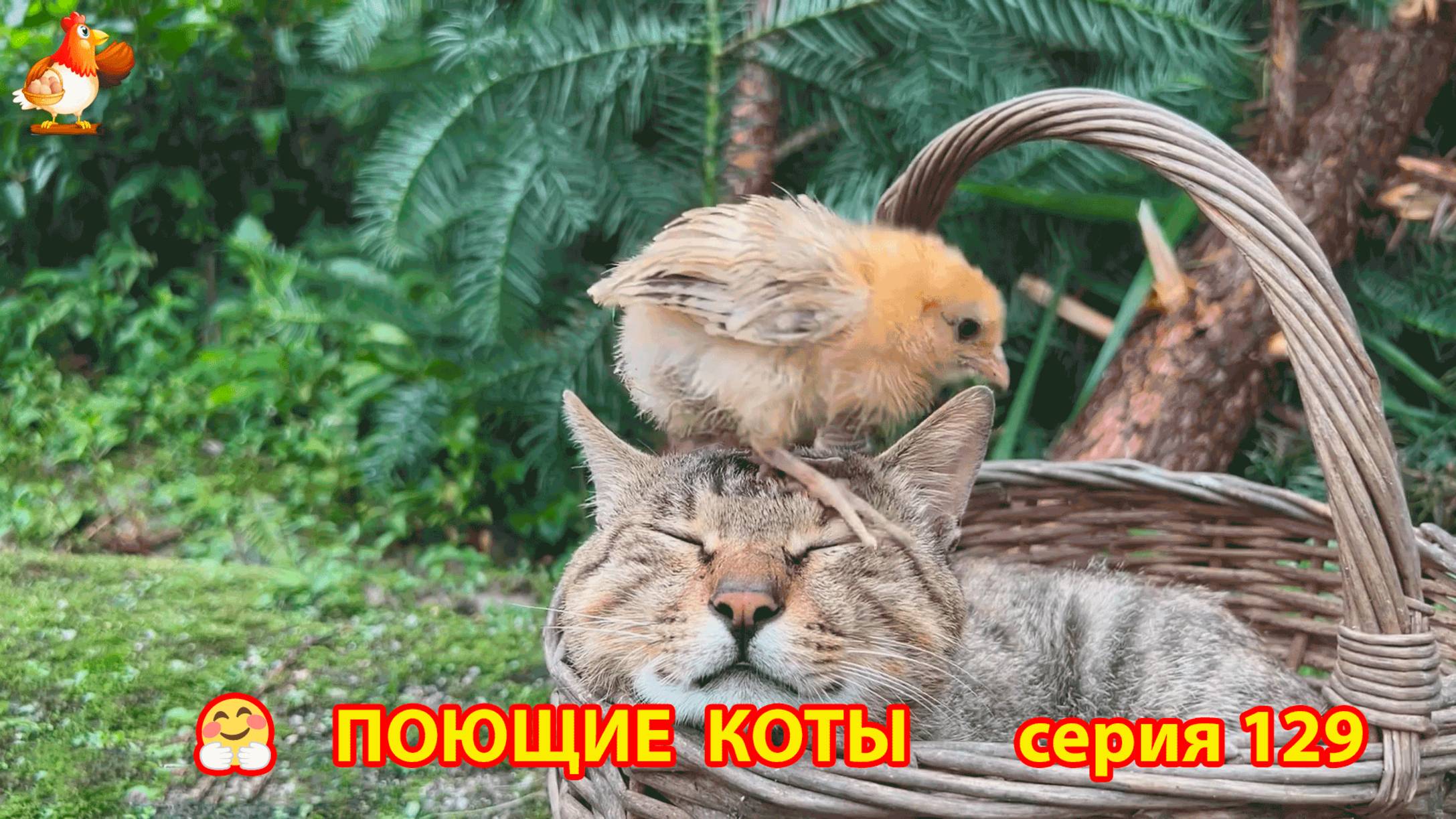 Крутые коты у птичьего двора серия (129) 🐈🐈😹 Природа Абхазии и подворье с птицами и животными ❣