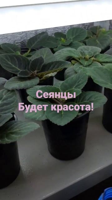 Сеянцы глоксиний набирают цвет
