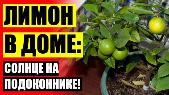 ☑ КАК ВЫРАЩИВАТЬ ЛИМОНЫ ✔ ПРОДАМ ЛИМОННОЕ ДЕРЕВО