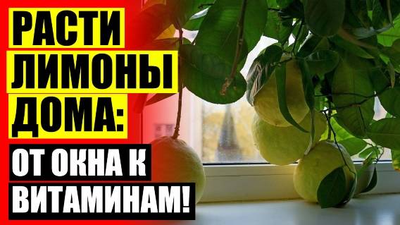 🔥 Как привить лимон из косточки видео