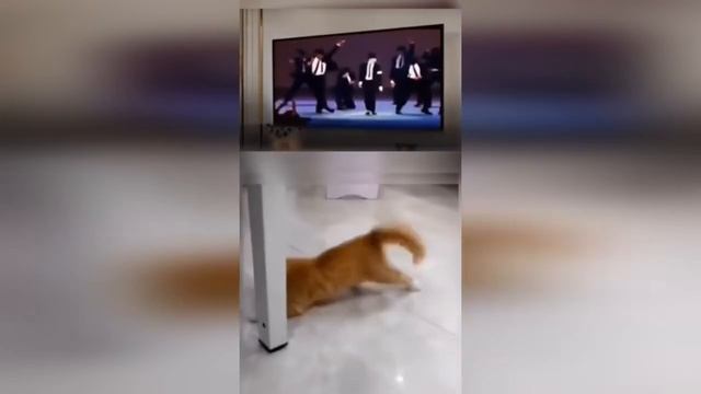 🤣🤣🤣 СМЕШНЫЕ ЖИВОТНЫЕ ЛУЧШИЕ ПРИКОЛЫ С КОТАМИ, СОБАКАМИ, ЖИВОТНЫЕ, СМЕШНЫЕ ВИДЕО
