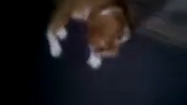 Це мой кот мурчикь