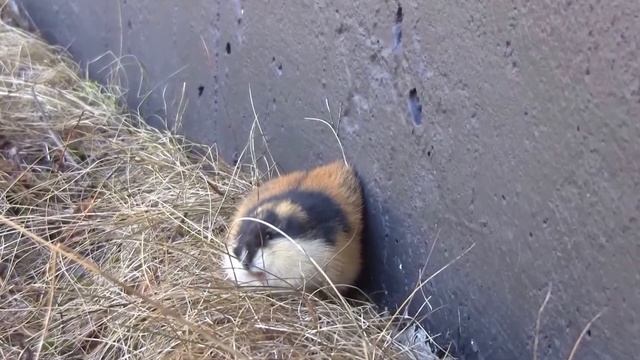 En: Lemming  Sv:Fjällämmel