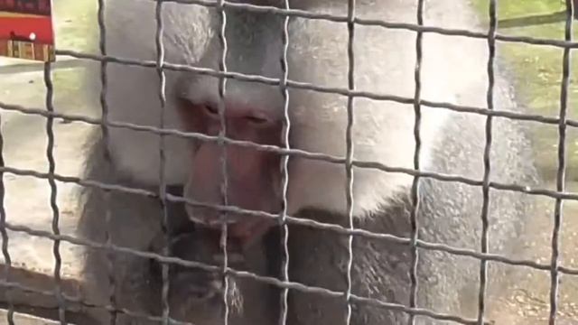 Гамадрил ЕЛИСЕЙ, БАСИК и МАЙЯ - дружная компания! Парк львов Тайган #тайган