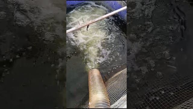 Приняли правильную форель 3