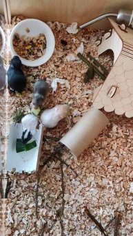 1 мая 2024. Хомячкам 2,5 недели