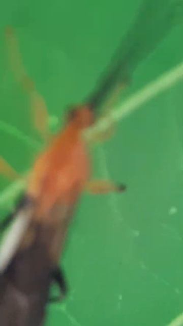 Tiny orange insect | Short videos 30 seconds | Tiny World TV