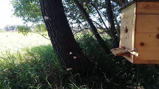 Пчëлы на главном взятке