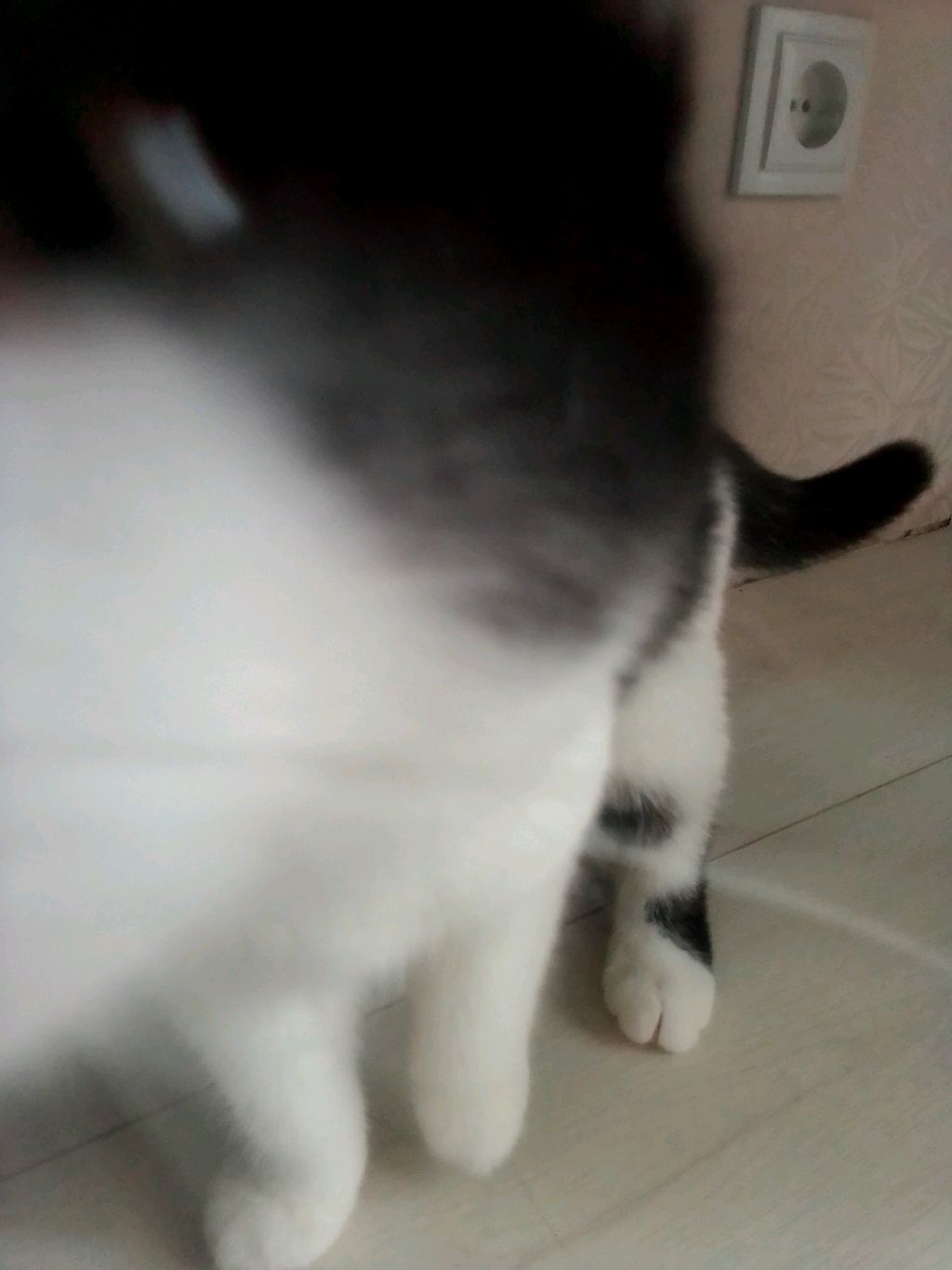🐈 Симба тотже 2.0